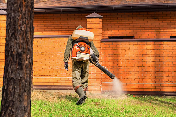 Trusted Ant Control service in Ellisville, MO - Nex Pest Control